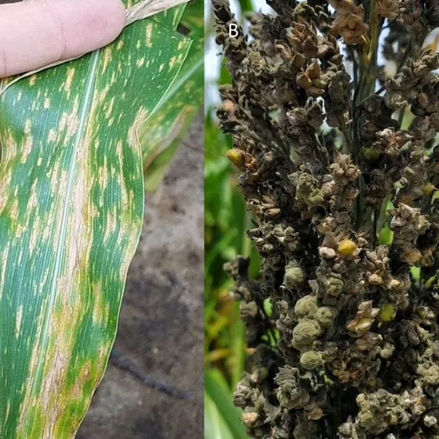 thumbnail for publication: Silage Crops for Dairy and Beef Cattle II: Sorghum and Other Forage Crops